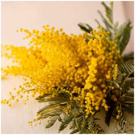 Mimosa Natural flavour